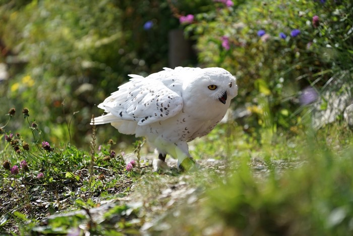 Snowy owl in a garden with flowers