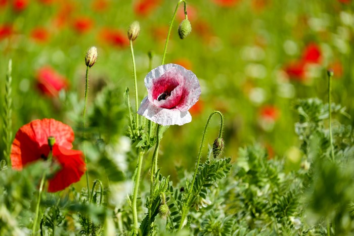 4K Poppies Closeup Bokeh Flower-bud