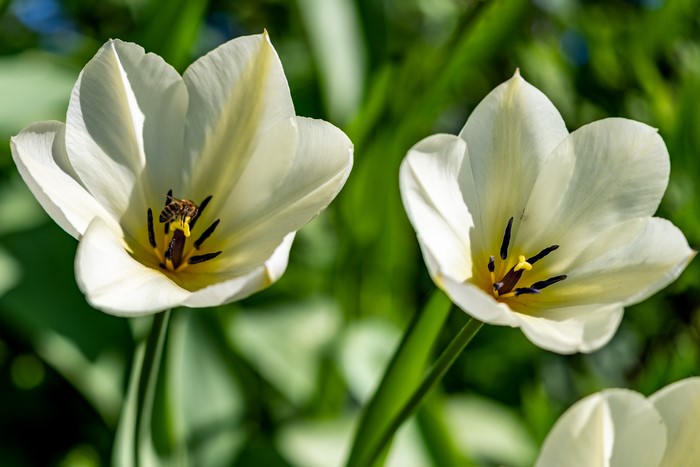 4K White Tulips with a Bee