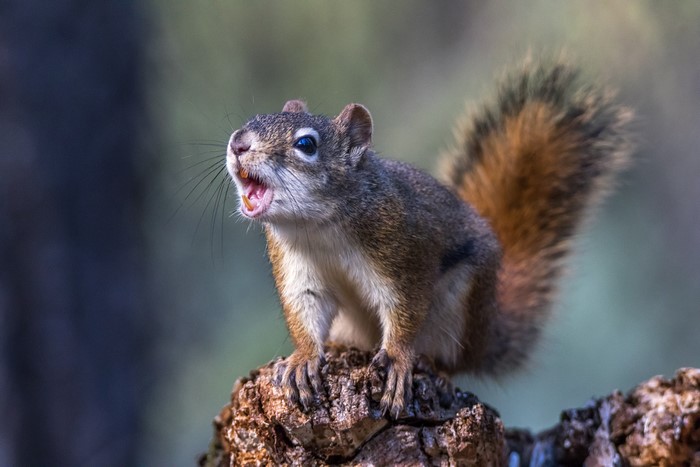 Squirrel Screaming on a Log