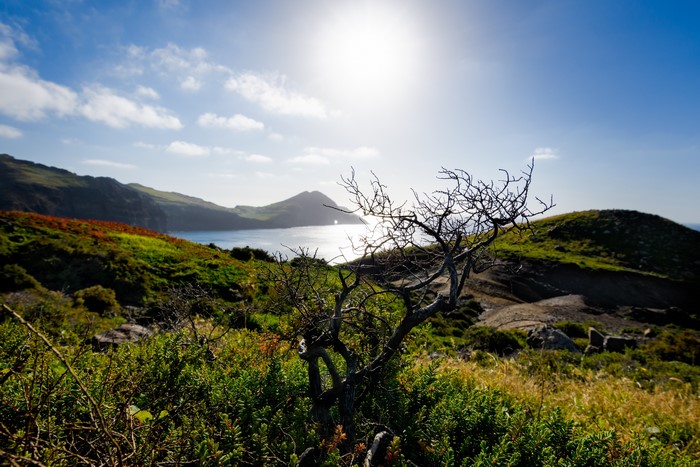 Madeira Portugal Coastline with Mountains and Tree