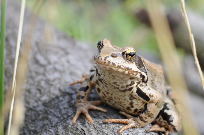 Closeup of a frog on a log