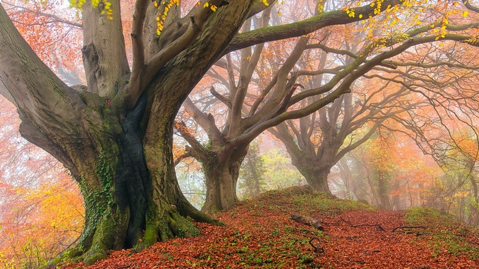 Misty forest with large trees in autumn