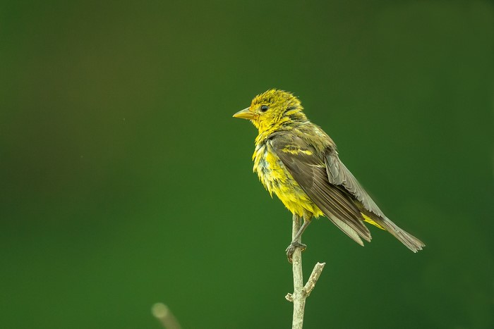 Female Western Tanager perched on a branch