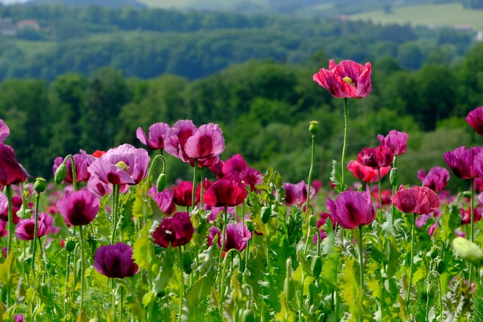 Field of Pink and Purple Poppies