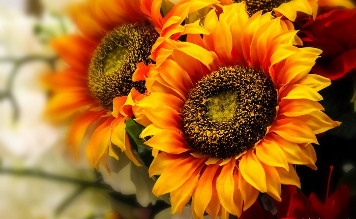 Close-up of Orange Sunflowers