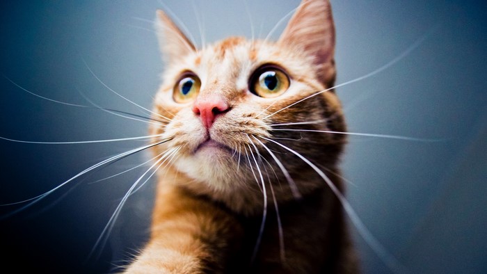 Close-up of an orange tabby cat's face
