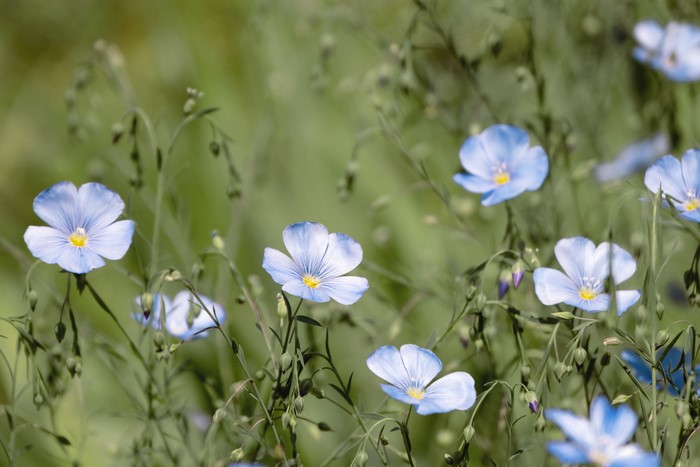 Common flax linseed flowers in bloom