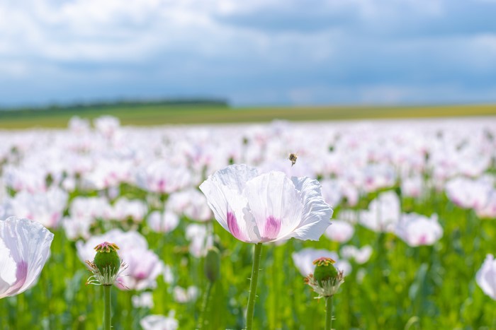 Field of white poppies with a bee