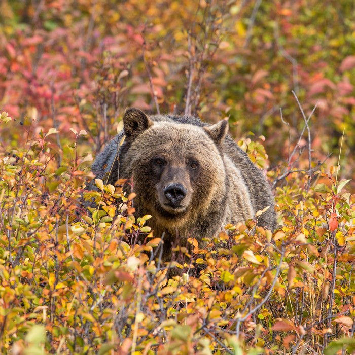 Grizzly bear in autumn foliage