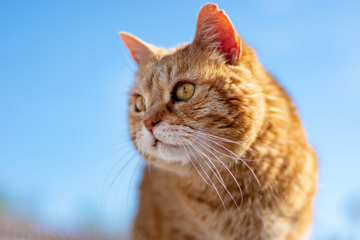 Ginger cat looking to the side with blue sky