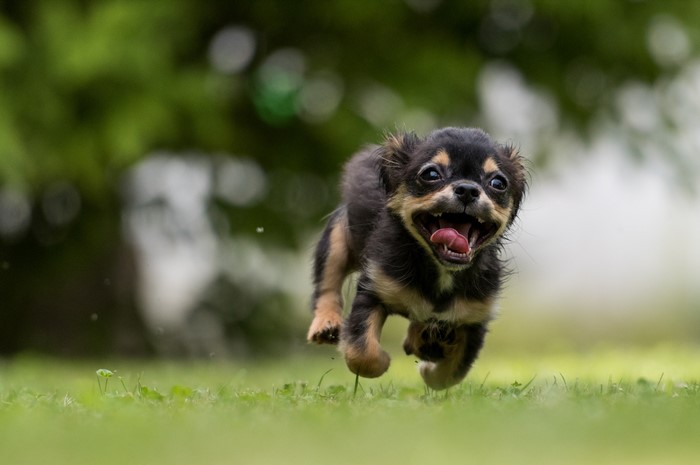 Chihuahua puppy running on grass with bokeh background