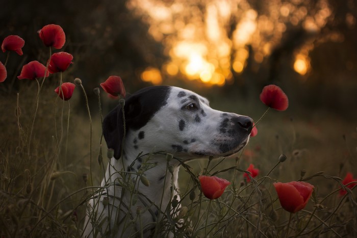 Dalmatian dog smelling poppies at sunset