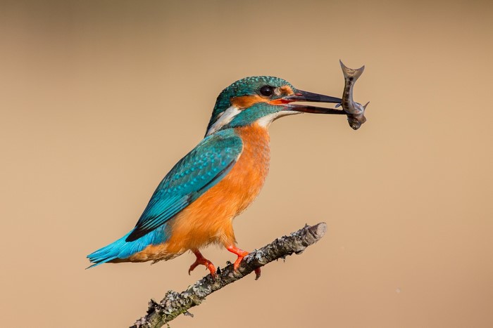 Common Kingfisher with a Fish