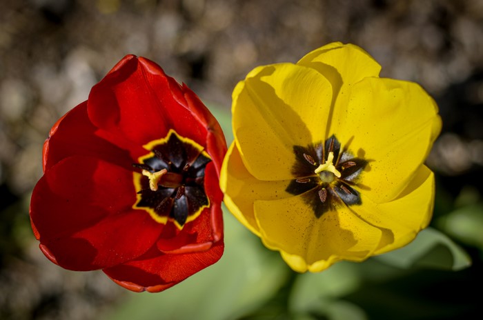 Two Tulips, Red and Yellow, Closeup