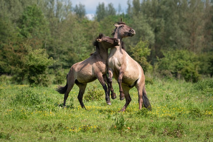 Two Konik horses playing in a grassy field