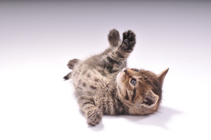 Kitten lying on its back