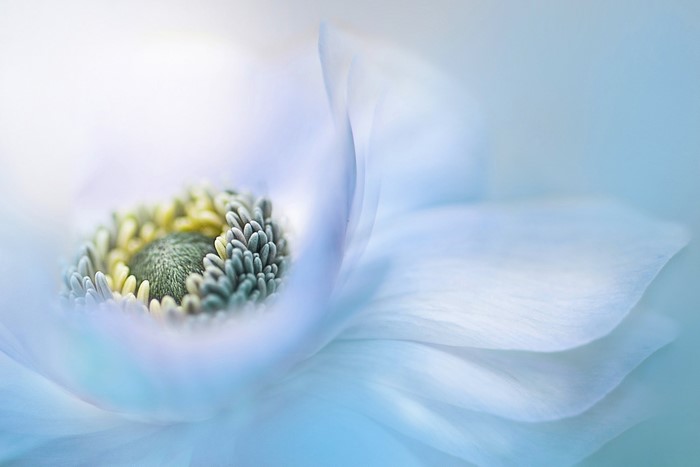 Close-up of a white anemone flower