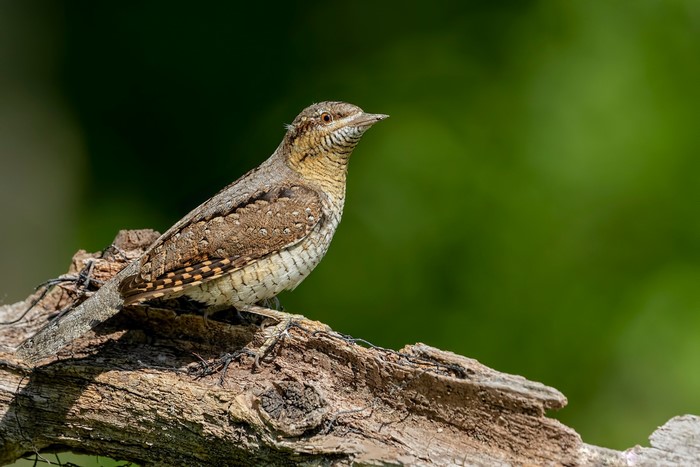 Eurasian wryneck bird perched on a branch