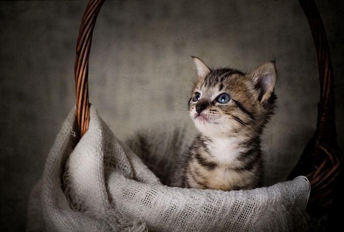 Kitten in a Wicker Basket