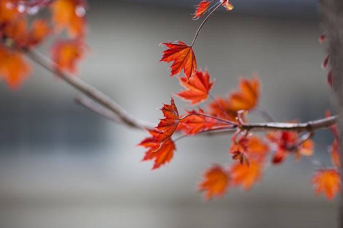 Red Maple Leaves on Branches in Autumn