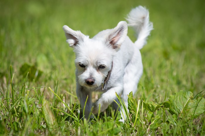 White dog running in green grass