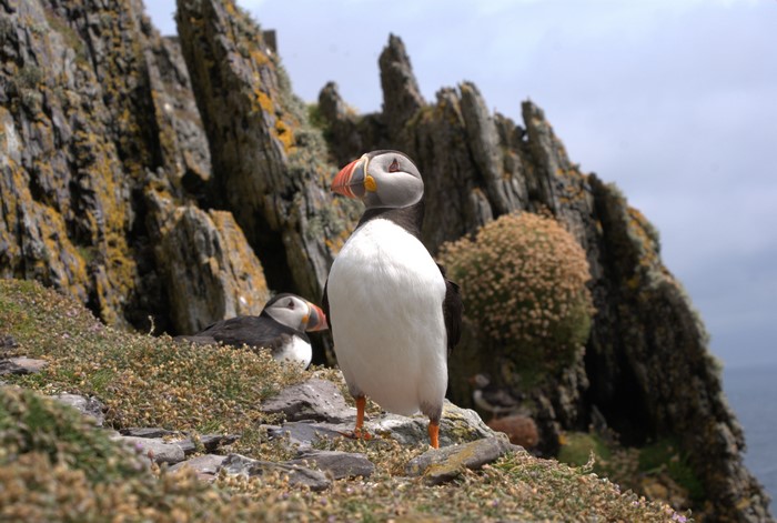 4K Puffins on Rocky Cliffside