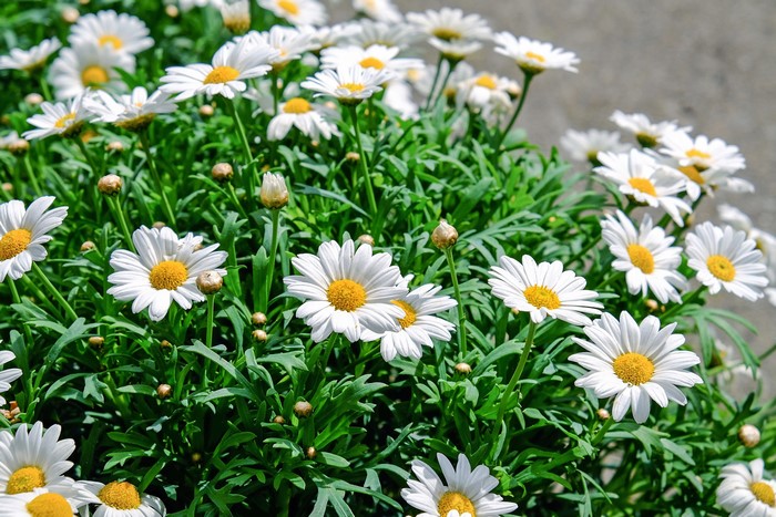Many white camomiles with yellow centers