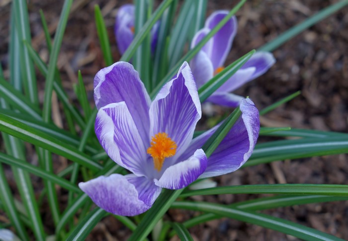 Purple and white crocuses with green leaves