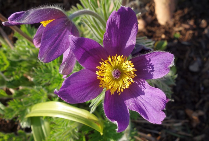 4K Pulsatilla Closeup Violet Flower