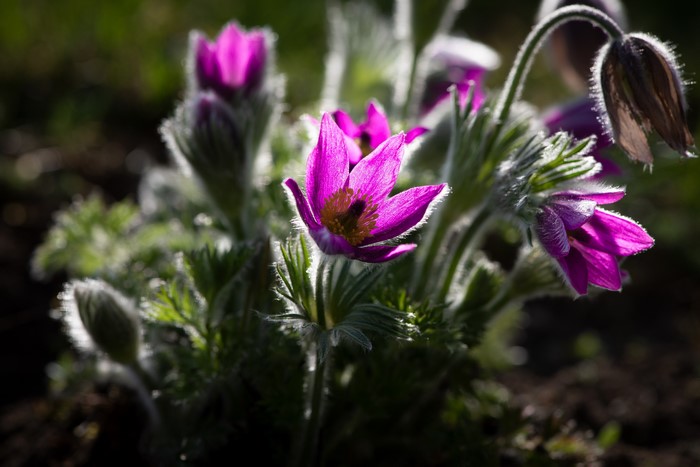 Purple Pasqueflower in Soft Sunlight
