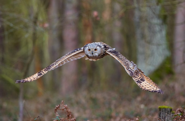 4K Owl in Flight with Bokeh Background