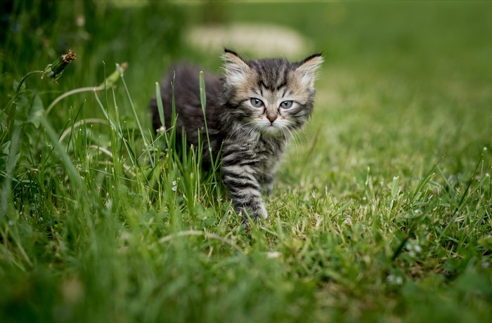 A fluffy tabby kitten walks through green grass