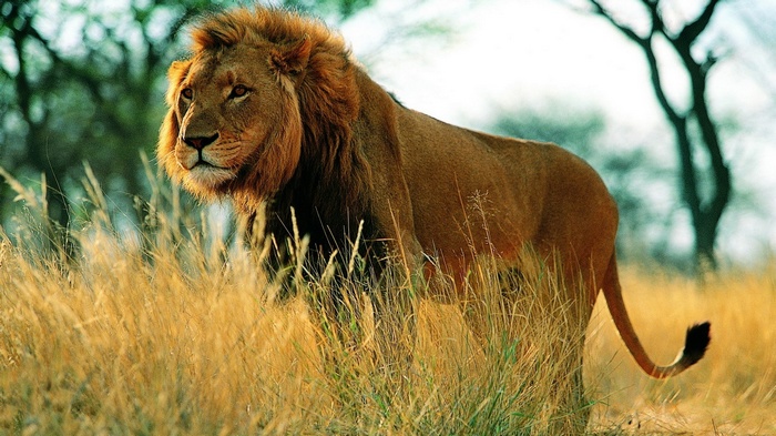 Lion standing in tall dry grass