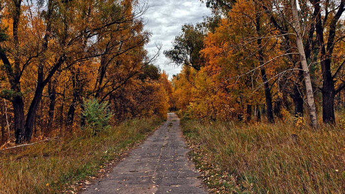 Autumn forest path with colorful trees