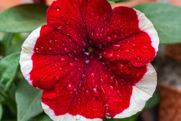 4K Red and White Petunia with Water Drops