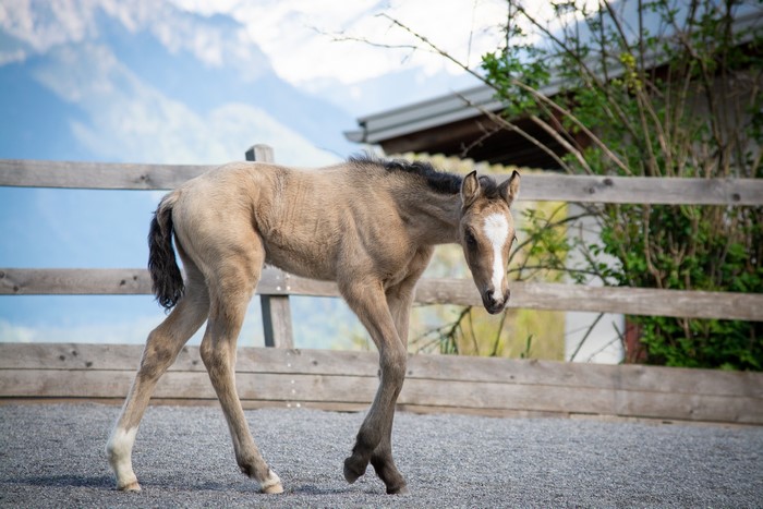 A young foal walks in a fenced enclosure