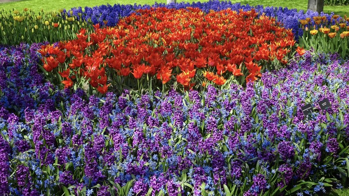Field of Tulips and Hyacinths