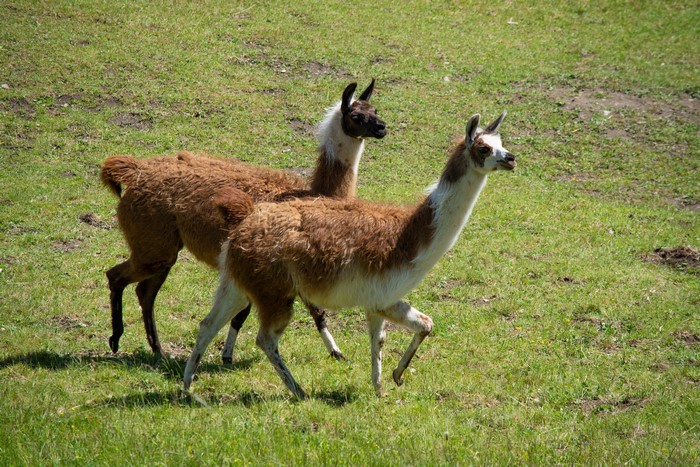 Two llamas walking on a grassy field