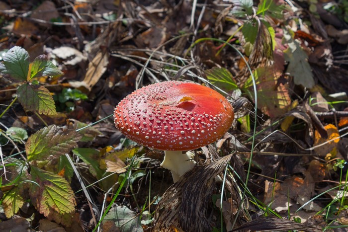 Amanita mushroom in forest floor