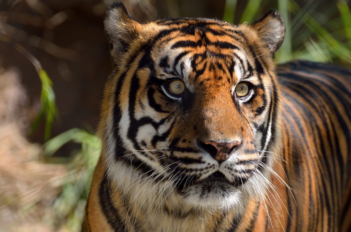 Closeup of a Tiger's Head