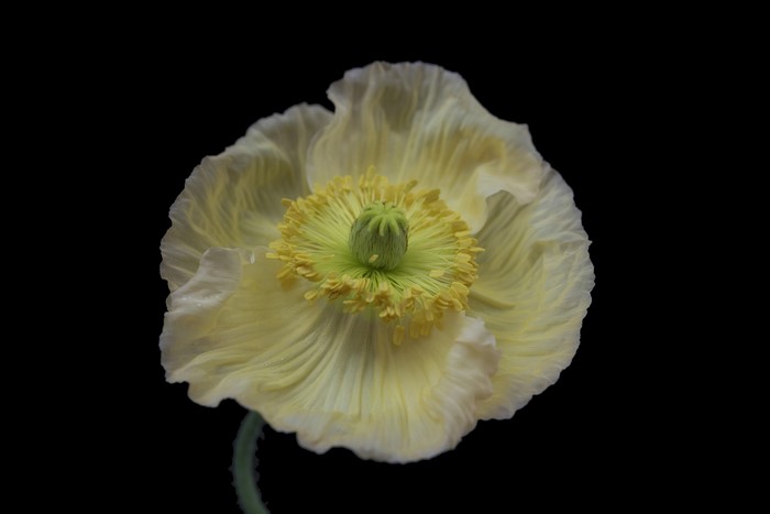 White Iceland Poppy on Black Background