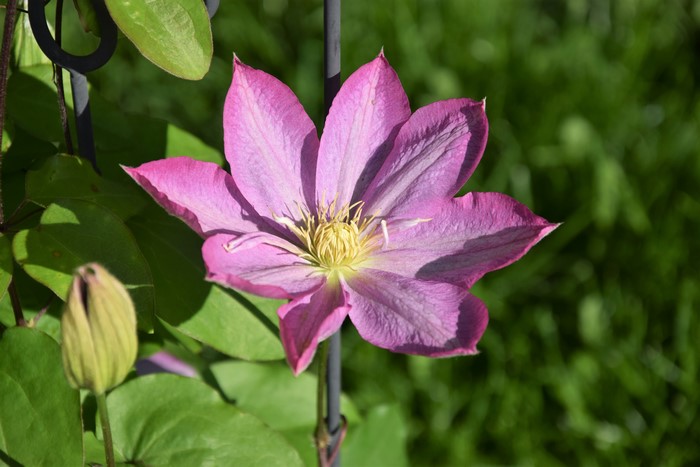 Pink Clematis Flower and Bud