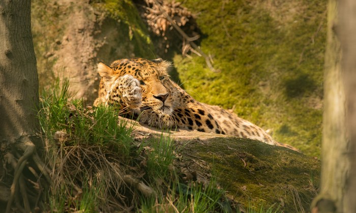 Leopard resting on a mossy rock