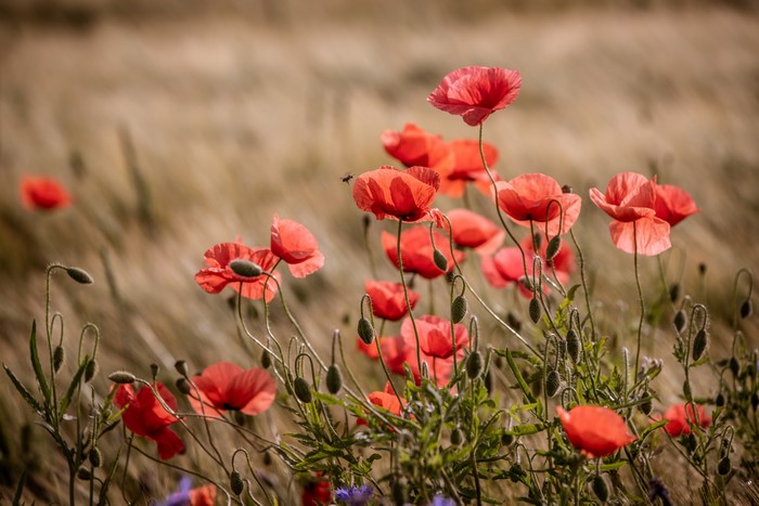 Field of Red Poppies with Bokeh Background