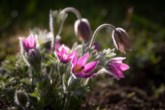 Purple Pulsatilla flowers in soft sunlight