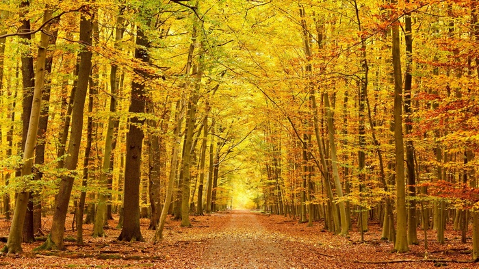 Path through a forest in autumn with yellow and orange leaves