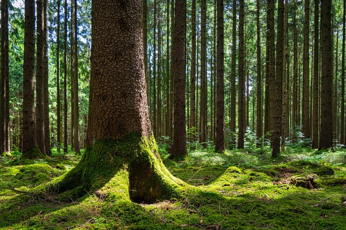 Moss-covered tree trunk in a sunlit forest in Bavaria