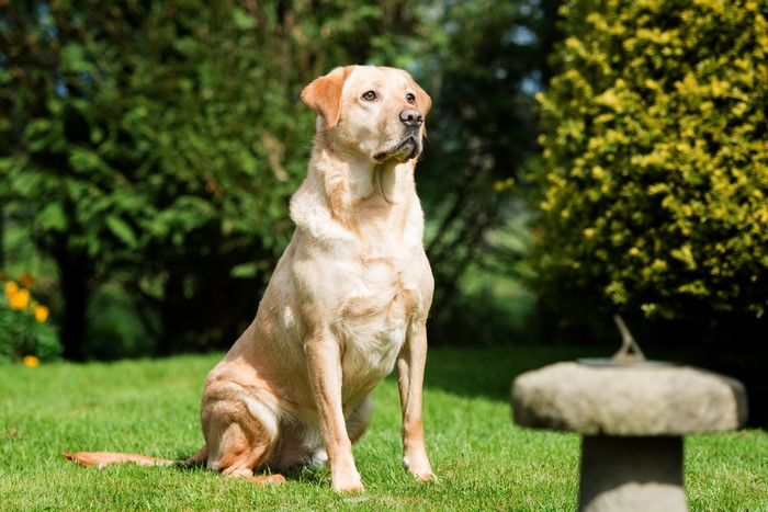 Labrador Retriever Sitting in a Garden