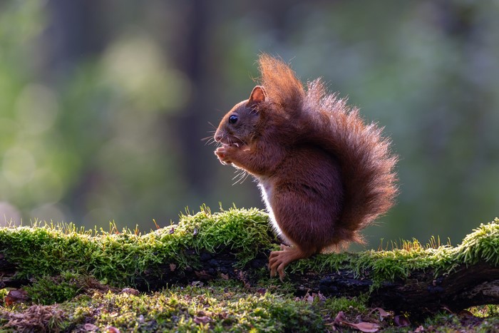 Red Squirrel Eating on Mossy Log